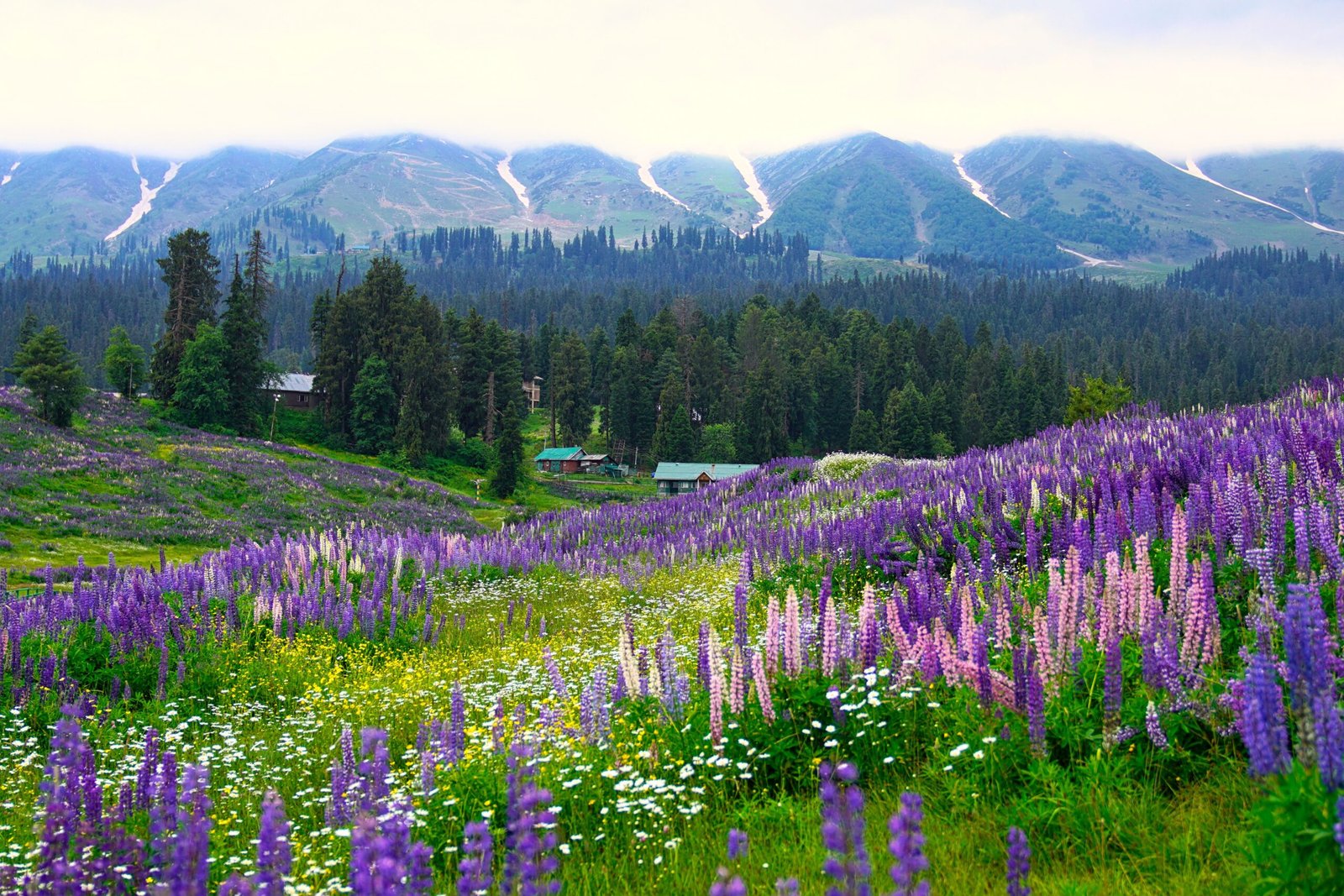 Valley of Flowers Trek – 11 Days / 10 Nights